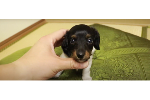 愛知県のロングコートミニチュアダックスフンド 女の子 07 28生まれ 希少カラーのパイボールド 子犬id ブリーダーナビ