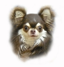 青山ブリーダー