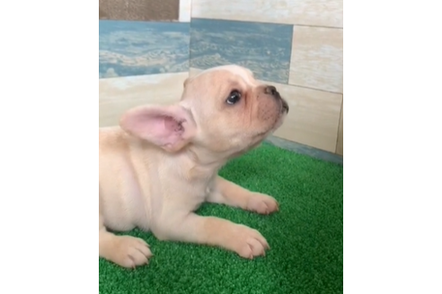 茨城県でフレンチブルドッグの子犬を探す ブリーダーナビ