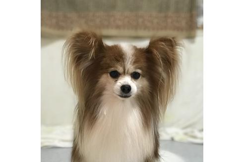 販売中のパピヨンの親犬