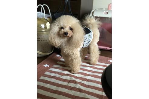 販売中のタイニープードルの親犬