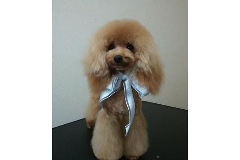 販売中のタイニープードルの親犬