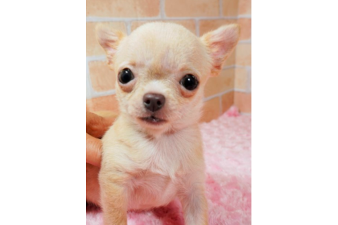 愛知県でチワワの子犬を探す ブリーダーナビ
