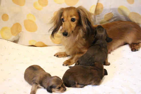 販売中のカニンヘンダックスフンド(ロングヘアード)の親犬