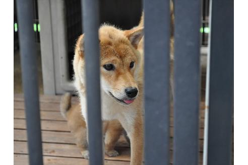 販売中の柴犬の親犬