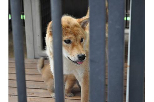 販売中の柴犬の母親