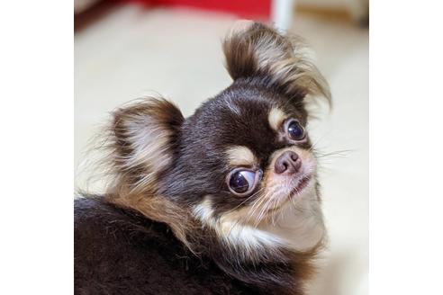 販売中のチワワ(ロングコート)の親犬