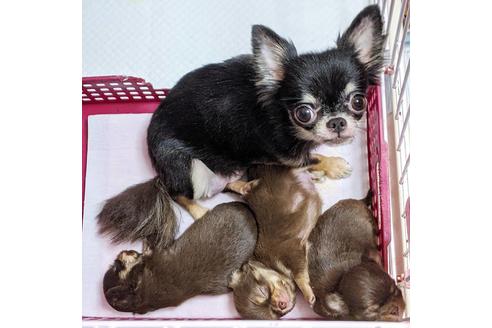 販売中のチワワ(ロングコート)の親犬