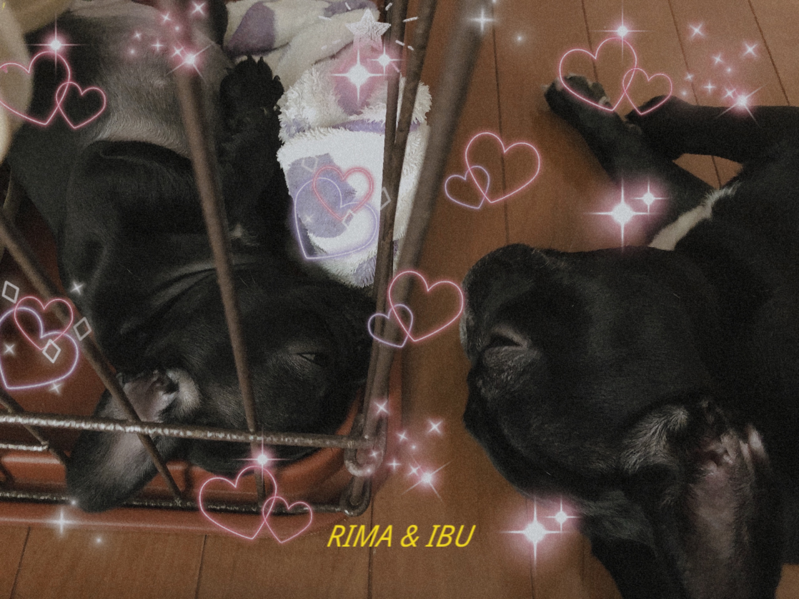 冨田ブリーダー