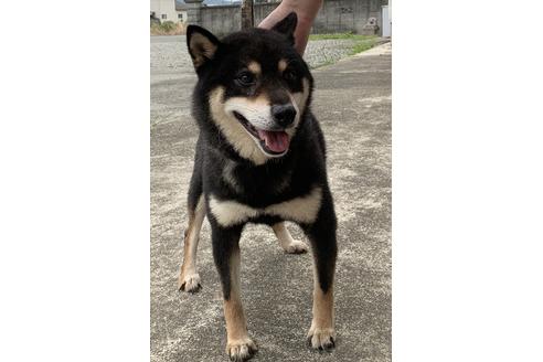 販売中の柴犬の親犬