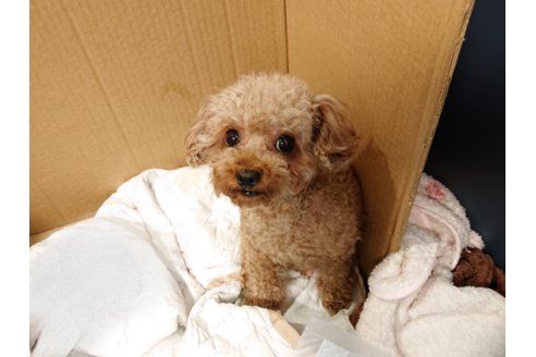 販売中のトイプードルの親犬