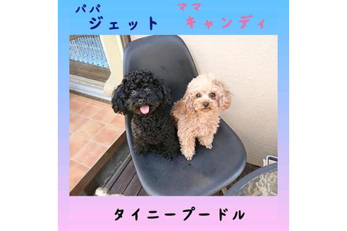 販売中のトイプードルの親犬