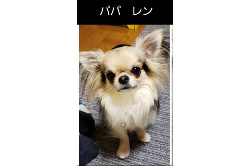 販売中のチワワ(ロングコート)の親犬