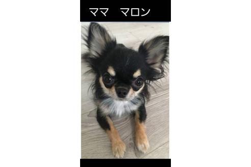 販売中のチワワ(ロングコート)の親犬