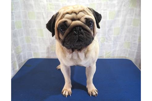 販売中のパグの親犬