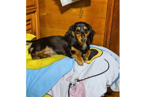 販売中のミニチュアダックスフンド(ロングヘアード)の親犬