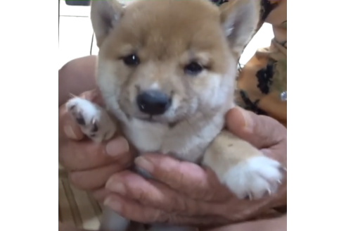 佐賀県で豆柴の子犬を探す ブリーダーナビ