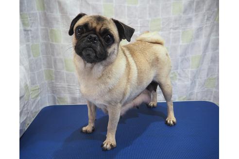 販売中のパグの親犬