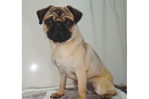 販売中のパグの親犬