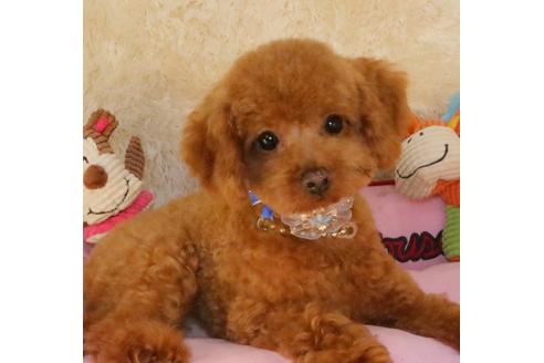 販売中のトイプードルの親犬