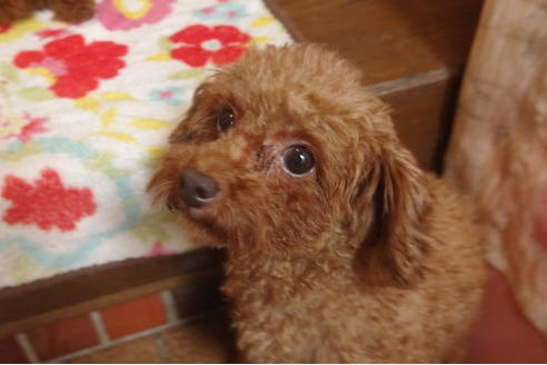 販売中のタイニープードルの親犬