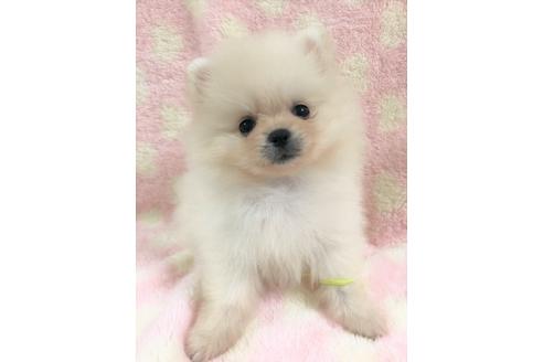 千葉県でポメラニアンの子犬を探す ブリーダーナビ