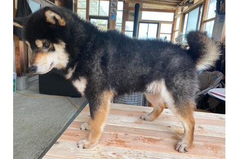 販売中の柴犬の親犬