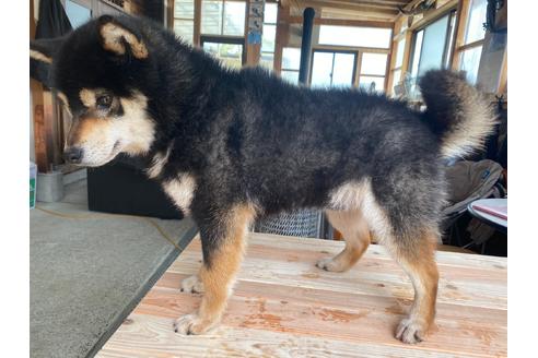 販売中の柴犬の父親