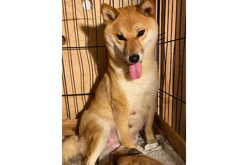 販売中の柴犬の親犬