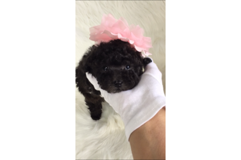 山梨県でトイプードルの子犬を探す ブリーダーナビ