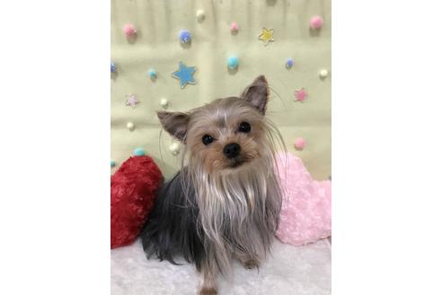 販売中のヨークシャーテリアの親犬