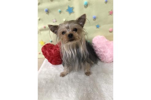 販売中のヨークシャーテリアの親犬