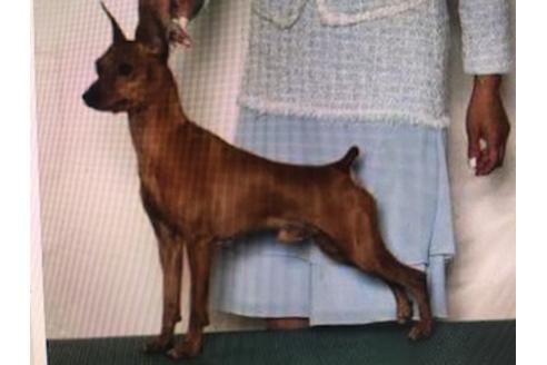 販売中のミニチュアピンシャー(ミニピン)の親犬