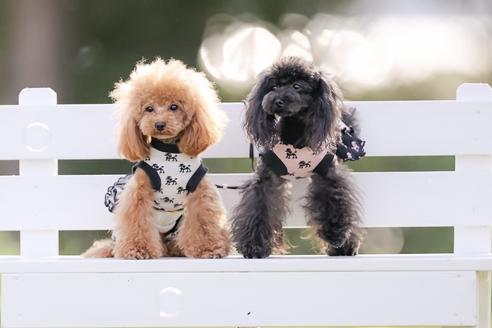 岩見知恵美ブリーダーの詳細