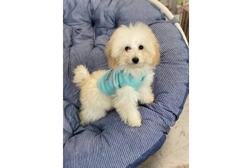 岩見知恵美ブリーダーの詳細