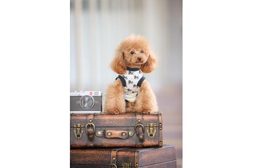 岩見知恵美ブリーダーの詳細