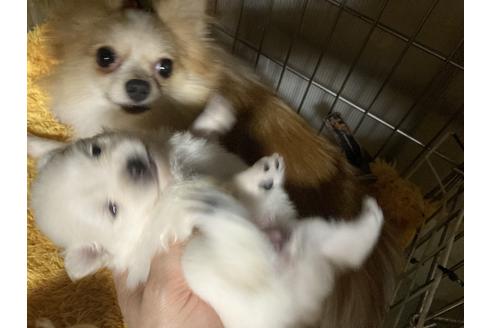 販売中のポメラニアンの親犬