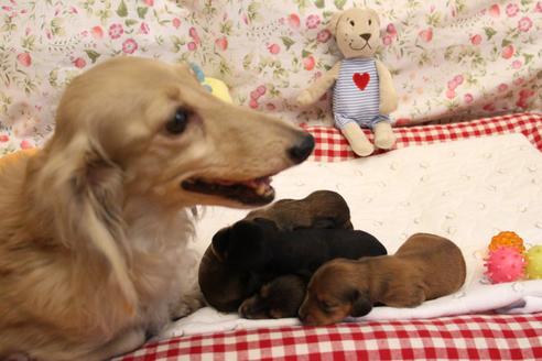 販売中のカニンヘンダックスフンド(ロングヘアード)の親犬