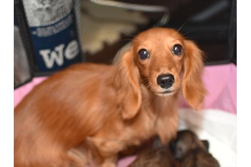 販売中のミニチュアダックスフンド(ロングヘアード)の親犬