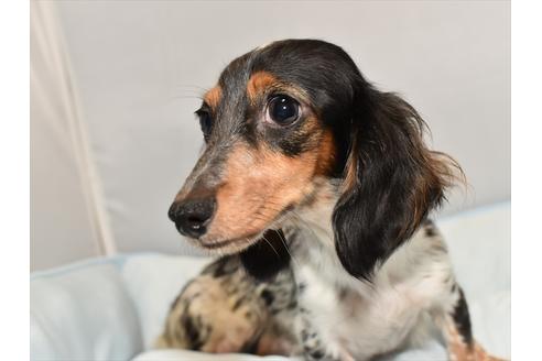 販売中のミニチュアダックスフンド(ロングヘアード)の親犬