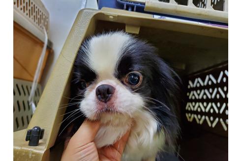 販売中のミックス犬の親犬