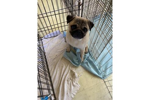 販売中のパグの親犬