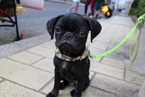 販売中のパグの親犬
