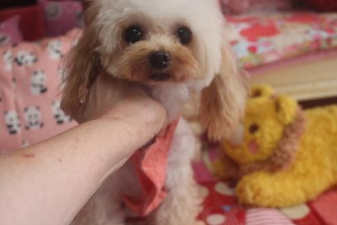 販売中のトイプードルの親犬