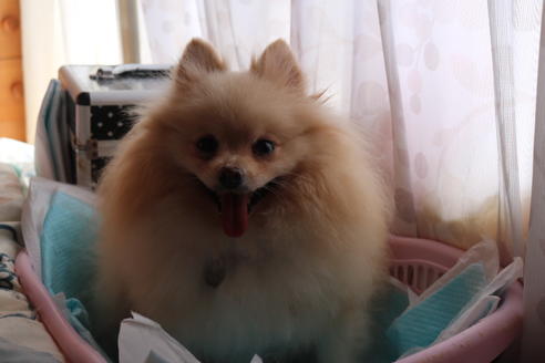 販売中のポメラニアンの親犬