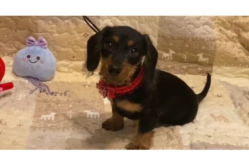 愛知県のワイヤーカニンヘンダックス 女の子 05 14生まれ ブラックタン 子犬id ブリーダーナビ