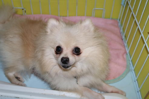 販売中のポメラニアンの親犬