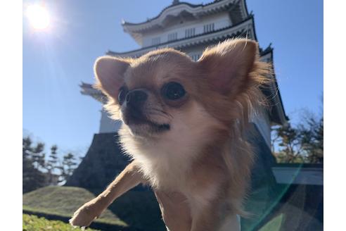 販売中のチワワ(ロングコート)の親犬