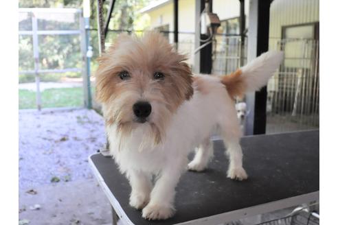 販売中のジャックラッセルテリアの親犬