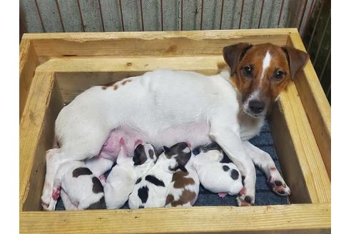 販売中のジャックラッセルテリアの親犬